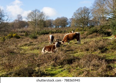 British Longhorns On Common Land