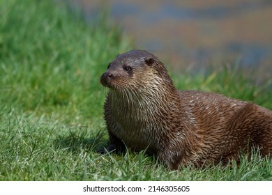 British Otter On Grass Riverbank, Uk Endangered Wildlife. 