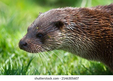 British Otter On Grass Riverbank, Uk Endangered Wildlife. 