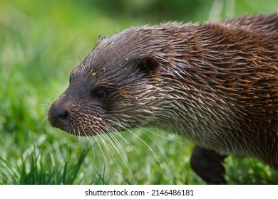 British Otter On Grass Riverbank, Uk Endangered Wildlife. 