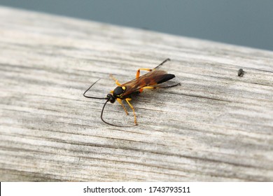 British Parasitic Wasp Commonly Seen In Gardens Around The UK