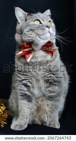 Similar – Cat playing a red ribbon on a floor. View from above