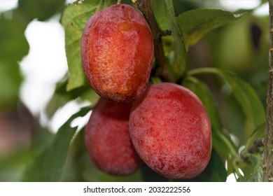 British Plums Develop An Intense Flavour When Cooked. They Make Excellent Jam, Jelly And Fruit Cheese, But Can Also Be Bottled.