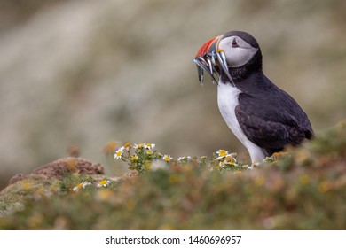 British Puffin Seabird (Fratercula Arctica) From Skomer Island Wildlife Reserve, Pembrokeshire, Wales UK