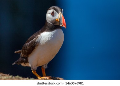 British Puffin Seabird (Fratercula Arctica) From Skomer Island Wildlife Reserve, Pembrokeshire, Wales UK