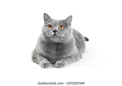 British purebred shorthair cat on a white background smiles like a Cheshire. A gray skittish cat is resting on isolation. Cat for advertising feed