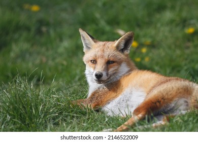 British Red Fox In Sunny Grass Field Uk 