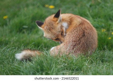 British Red Fox In Sunny Grass Field Uk 