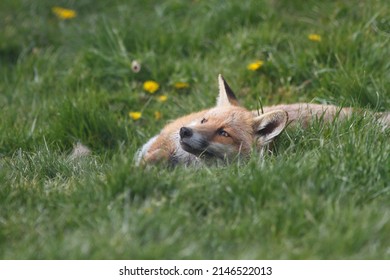 British Red Fox In Sunny Grass Field Uk 