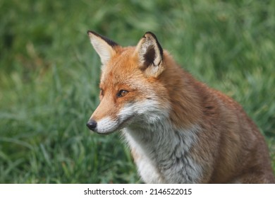 British Red Fox In Sunny Grass Field Uk 