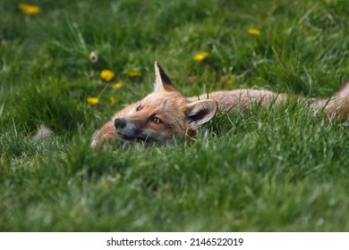 British Red Fox In Sunny Grass Field Uk 