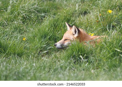 British Red Fox In Sunny Grass Field Uk 