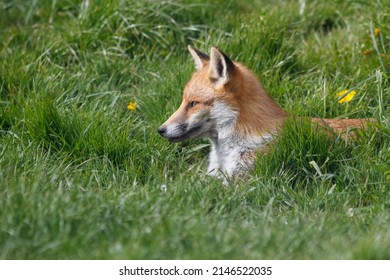 British Red Fox In Sunny Grass Field Uk 