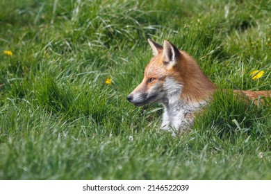 British Red Fox In Sunny Grass Field Uk 