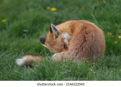 British Red Fox In Sunny Grass Field Uk 