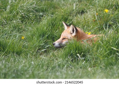 British Red Fox In Sunny Grass Field Uk 