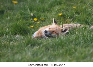 British Red Fox In Sunny Grass Field Uk 