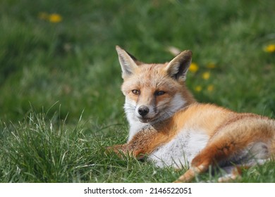 British Red Fox In Sunny Grass Field Uk 