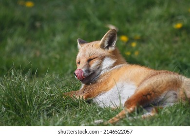 British Red Fox In Sunny Grass Field Uk 