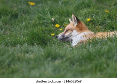 British Red Fox In Sunny Grass Field Uk 