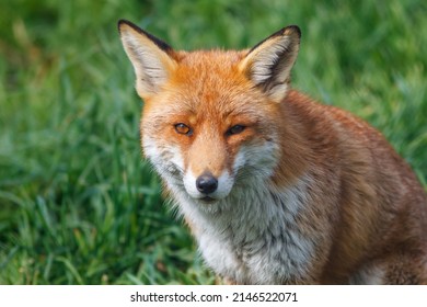 British Red Fox In Sunny Grass Field Uk 