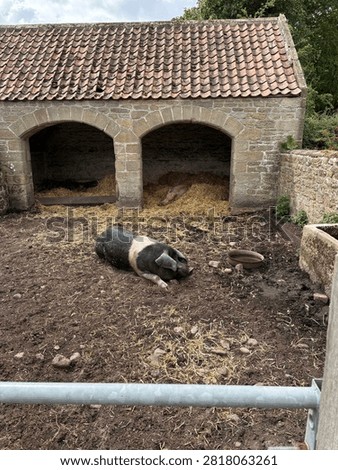 A British Saddleback lying down in a sty inside a British open air museum farm