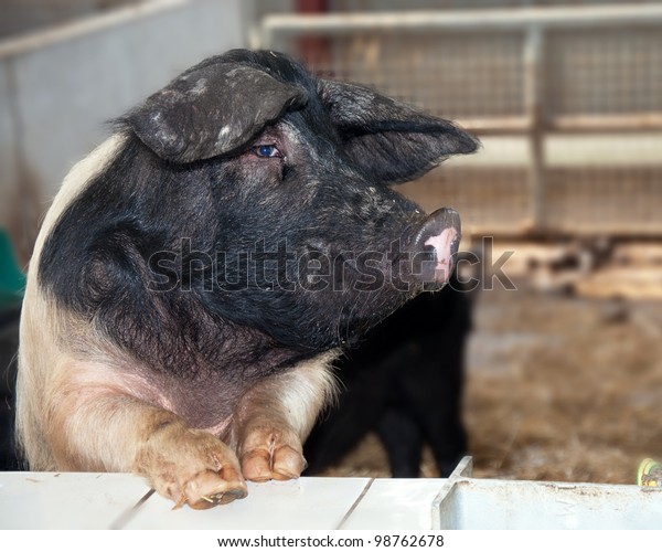 British
saddleback pig waiting for food in a
pigsty