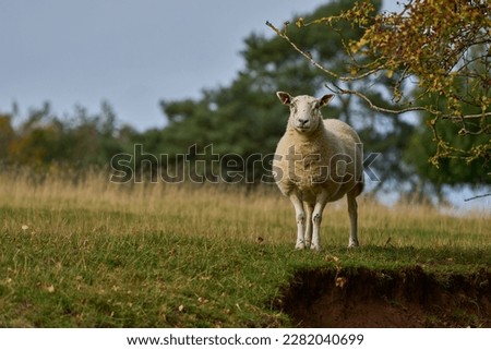 A British sheep standing in a grassy field watching the photographer