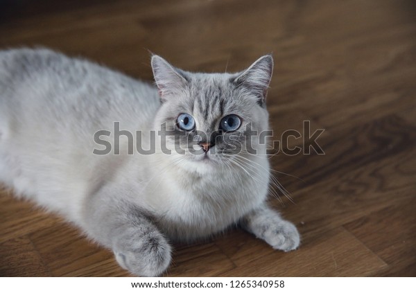 British Short Hair Adult Cat Blue Animals Wildlife Stock Image