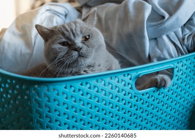 British short hair cat in a blue laundry basket with happy face. Cats love for sleep in unusual places.