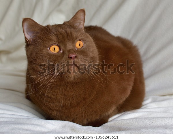 British Short Hair Cat Brown Cat Stock Photo Edit Now 1056243611