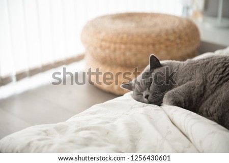 British Short Hair cat with closed eyes sleeping like a baby on the edge of a white bed in a house in Edinburgh City, Scotland, UK, next to a wicker stool by a window.