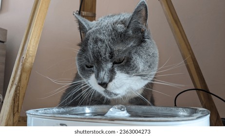 British short hair cat drinking from a cat fountain or dispenser because he is thirsty.  