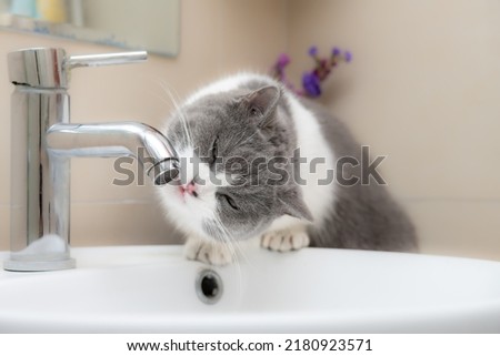 a british short hair cat drinking from a water tap