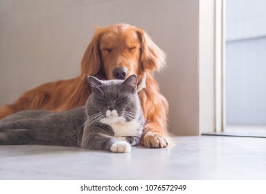 British short hair cat and golden retriever friendly to get along - Shutterstock ID 1076572949