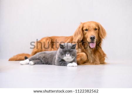 British Short Hair Cat Golden Retriever Stock Photo Edit Now