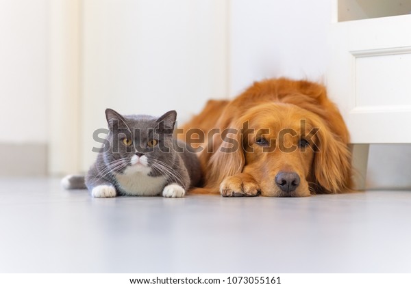 British Short Hair Cat Golden Retriever Stock Photo Edit Now