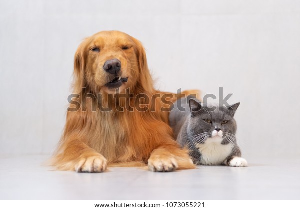 British Short Hair Cat Golden Retriever Stock Photo Edit Now