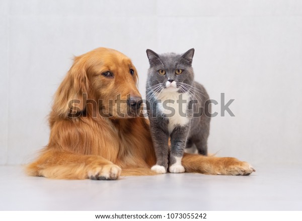 British Short Hair Cat Golden Retriever Stock Photo Edit Now