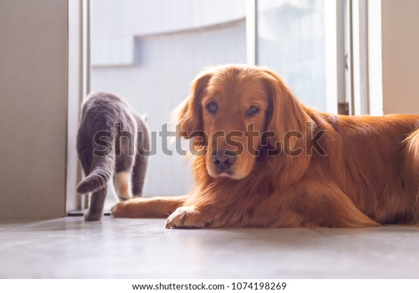 British Short Hair Cat Golden Retriever Stock Photo Edit Now