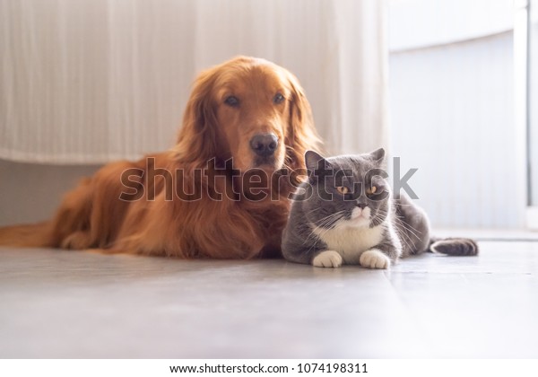 British Short Hair Cat Golden Retriever Stock Photo Edit Now