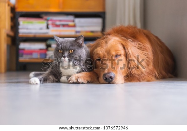 British Short Hair Cat Golden Retriever Stock Photo Edit Now