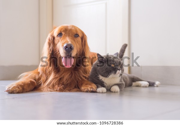 British Short Hair Cat Golden Retriever Stock Photo Edit Now