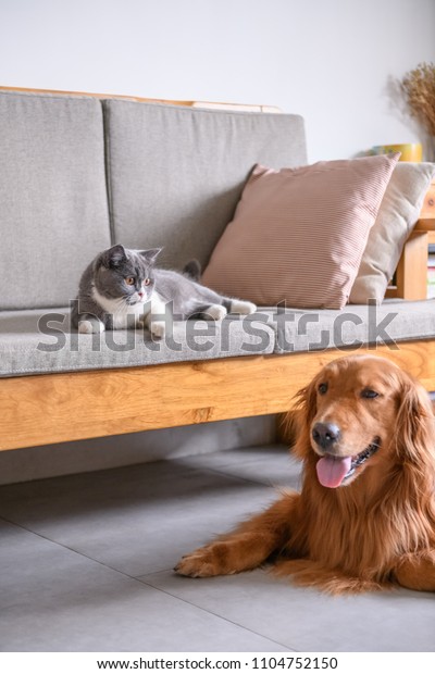 British Short Hair Cat Golden Retriever Stock Photo Edit Now