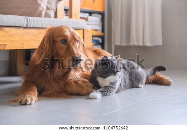 British Short Hair Cat Golden Retriever Stock Photo Edit Now