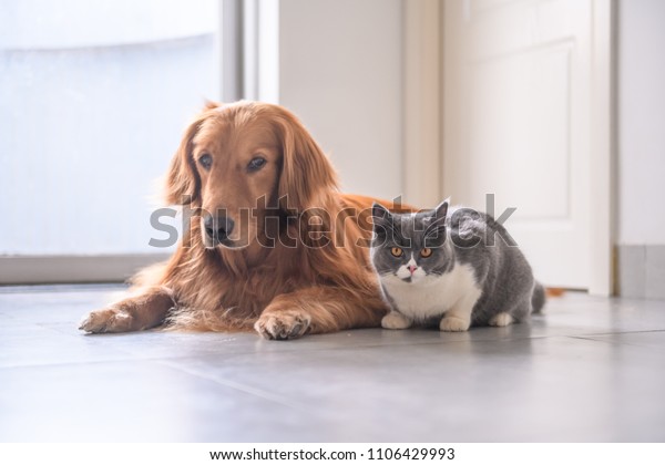 British Short Hair Cat Golden Retriever Stock Photo Edit Now