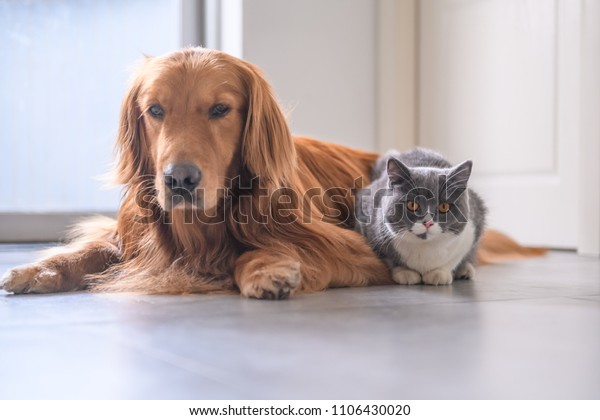 British Short Hair Cat Golden Retriever Stock Photo Edit Now