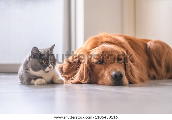 British Short Hair Cat Golden Retriever Stock Photo Edit Now