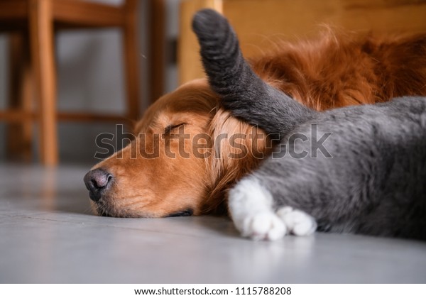 British Short Hair Cat Golden Retriever Stock Photo Edit Now