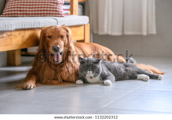 British Short Hair Cat Golden Retriever Stock Photo Edit Now